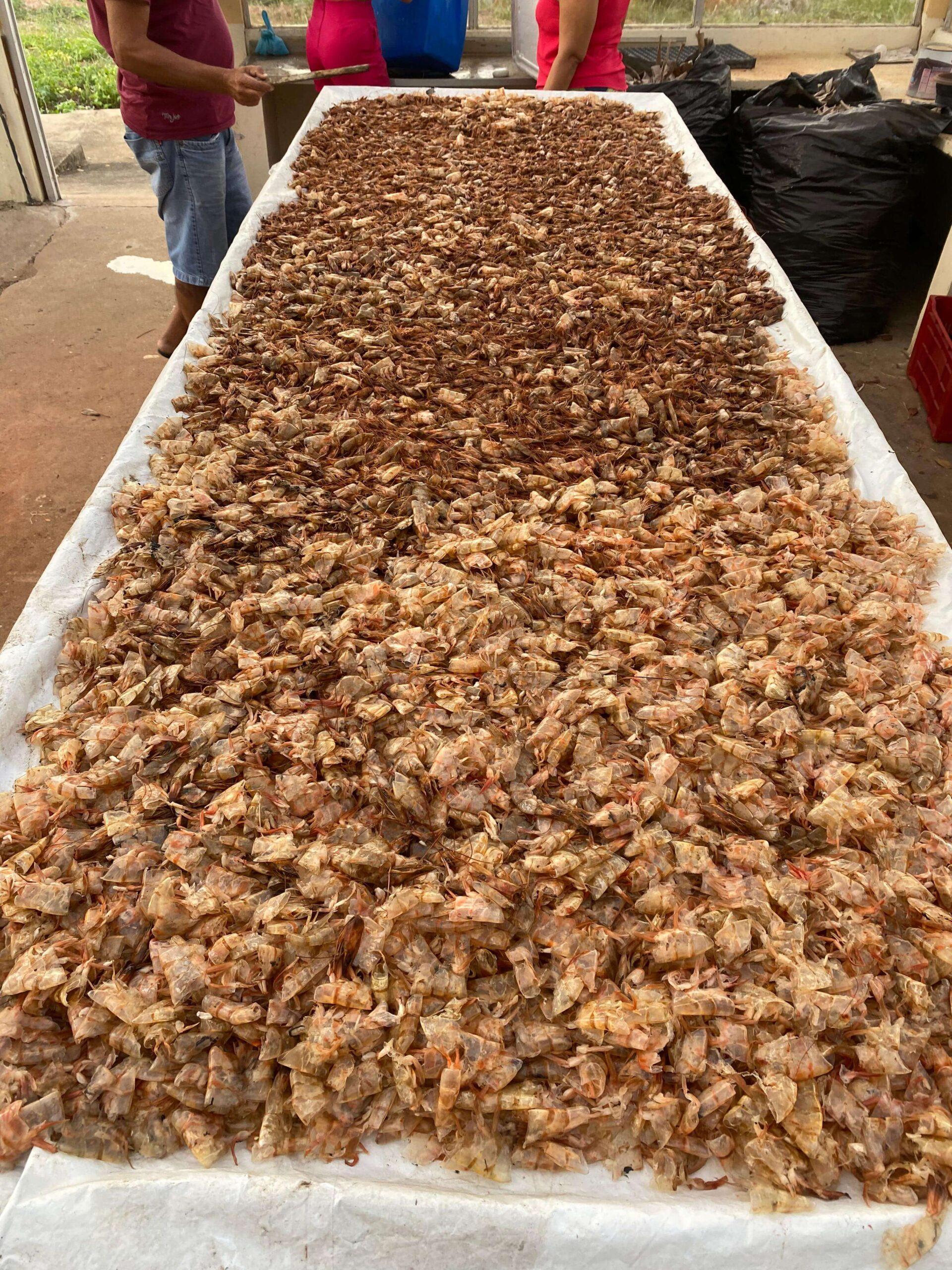 Shrimp Waste